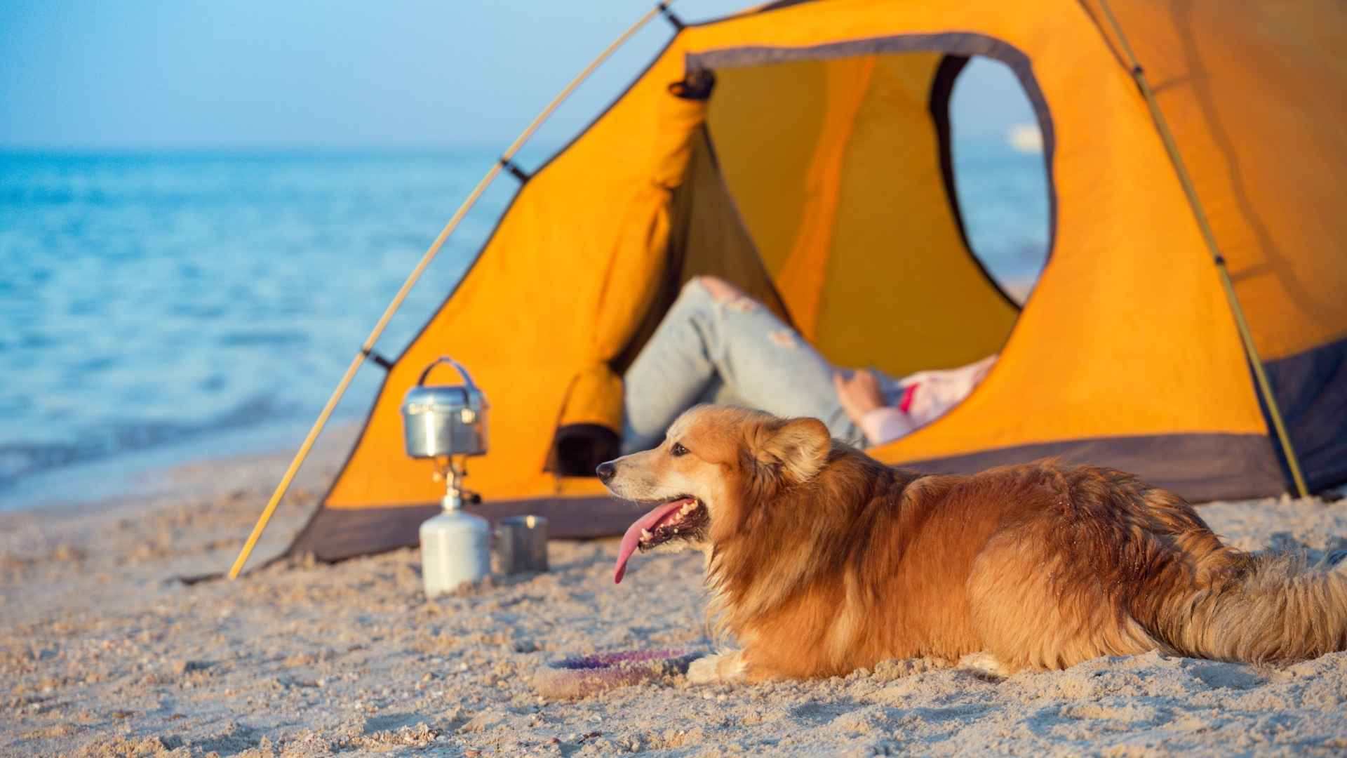 Camping petfriendly
